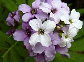 29 Tanti i fiori oggi lungo il cammino